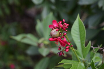 Beautiful brightly colored flowers planted in the garden.