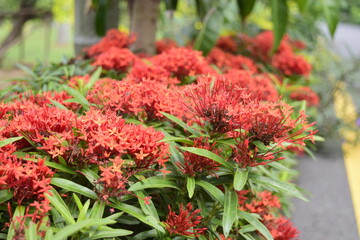 Beautiful flowers planted in the park.