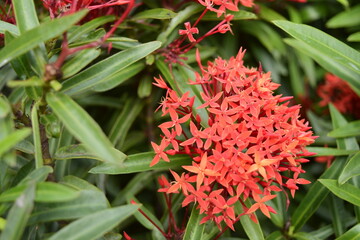 Beautiful flowers planted in the park.