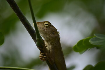 Chameleon in the park.