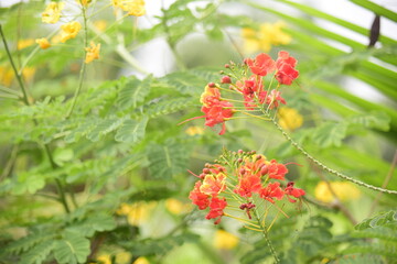 Beautiful flowers planted in the park.