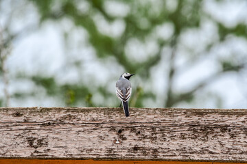 White Wagtail (Motacilla alba) in the foothills, Caucasus, Dagestan, Russia