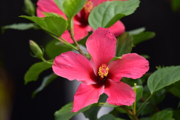 Beautiful flowers planted in the park.