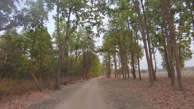 Driving in the woods in Kanha National Park