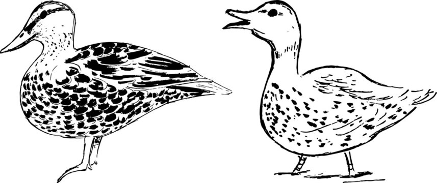 Ducks ink illustration. Bird vector drawings. Nature theme sketches group. Animals artwork. Simple minimal line art style. 