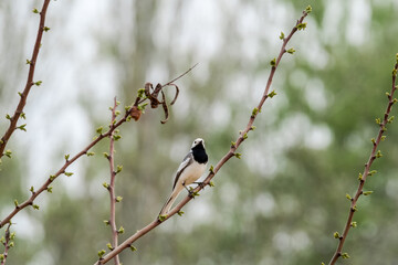 White Wagtail (Motacilla alba) in the foothills, Caucasus, Dagestan, Russia