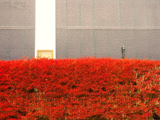 白壁と白い花壇の紅葉のドウダンツツジ Wall Mural Wallpaper Murals Smtd3 白壁と白い花壇の紅葉のドウダンツツジ Wall Mural Wallpaper Murals Smtd3