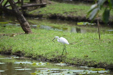 White birds are hunting prey.