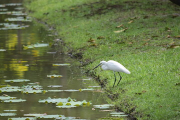 White birds are hunting prey.