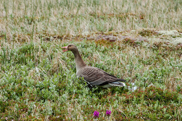 Greater White-fronted Goose (Anser albifrons) in Barents Sea coastal area, Russia