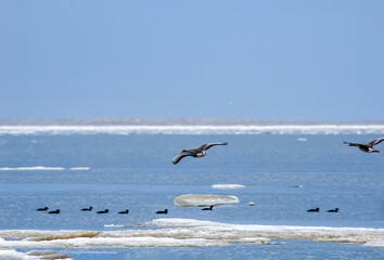 Greater White-fronted Goose (Anser albifrons) in Barents Sea coastal area, Russia