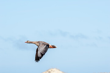 Greater White-fronted Goose (Anser albifrons) in Barents Sea coastal area, Russia