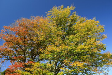 12月朝の欅の大木