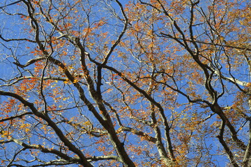 黄葉の葉の少なくなった冬の朝の欅