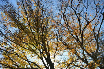 冬の朝日の当たる逆光の欅風景