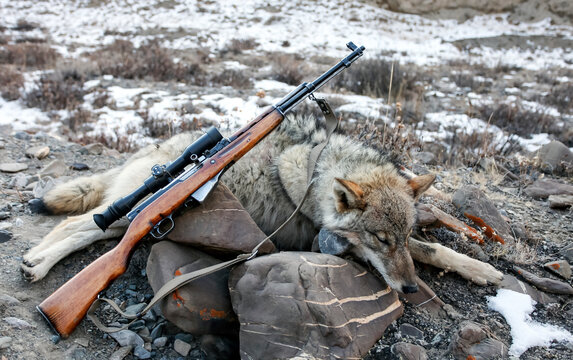 Gray wolf trophy and small arms with optics on stones in the mountains.