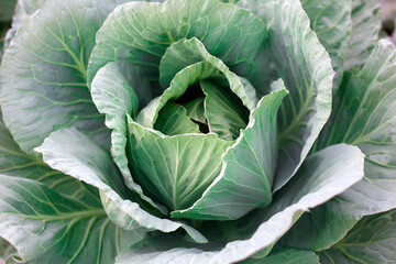 Fresh cabbage in farm,Vegetarian food concept.