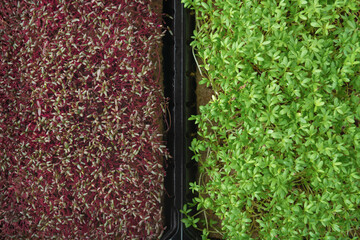 Watercress and amaranth microgreens in growing pots. Top view.