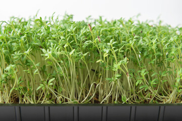 Watercress microgreens in the growing box on white background