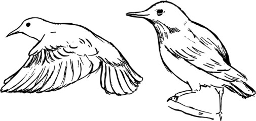 Starling bird ink illustration. Ink drawings  of animals and nature. Vector black and white line art group. Flying and standing birds inking. Engraving retro style. 