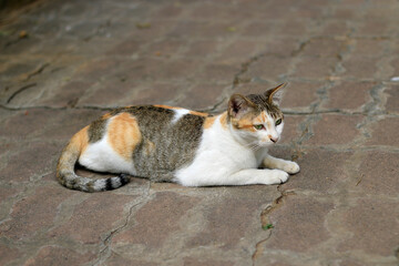 Close-up of three colored cat, was lying on the floor.