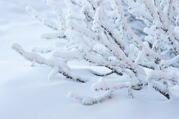 Plants in the tundra in the Arctic are covered with hoar frost. Snow and rime ice on the branches...