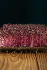 Amaranth microgreens with linen rug on the wooden textured background