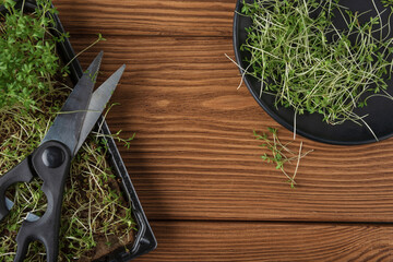 Watercress microgreens pot with scissors and black plate on wooden textured background. Top view.
