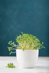 White pot with watercress microgreens on blue background