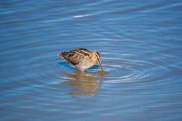 Common Snipe (Gallinago gallinago) feeding in the lake.