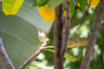 Small insect-eating birds, on the treetops of Plumeria.