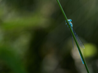 blue dragonfly on a green leaf