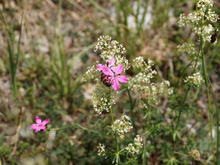 Trichodes alvearius - Cleridae rouge et noir. Trichode des ruches ou clairon se gavant de pollen sur une fleur d'oeillet des Chartreux
