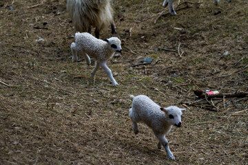 Young lambs