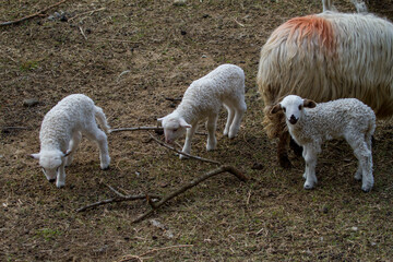 Young sheep in the pasture