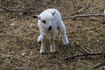 Young sheep in the pasture