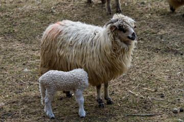 Obraz premium Young sheep with mother
