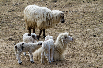 Fototapeta premium Flock of sheep