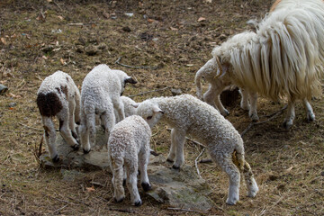 
Young lambs