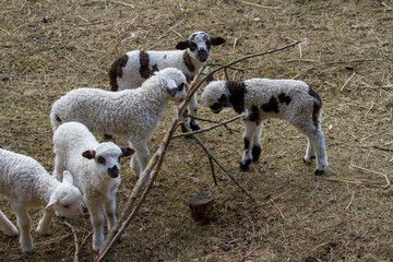 Young lambs