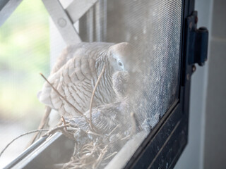 Mother bird care its nestlings in nest, at edge of window, look through window metal net and selective focus