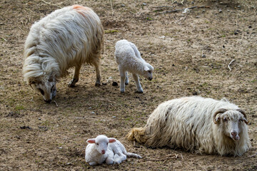 Lambs in the pasture