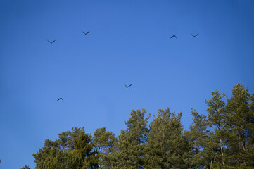 Many birds on the blue sky.