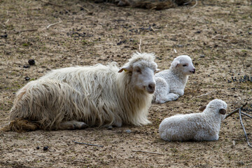 Young lambs in the pasture