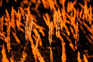Ears of dry grass at night in  bright  scintillations, in orange reflexions of the evening sunset...