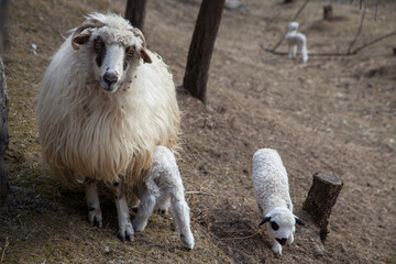 Young lambs with their mothers