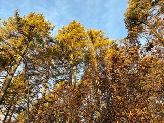 autumn in the forest