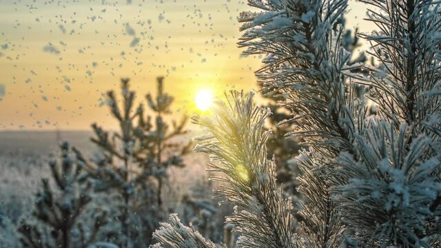Snow falling nature forest trees landscape on white sunny winter day mood. Light and bright snow cold time, video loop, cinemagraph. Video loop