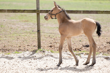Obraz na płótnie Canvas Young newly born yellow foal standsin the sand, newborn filly. Shadow and sun
