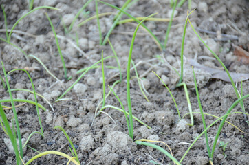 bunch the ripe green onion plant seedlings in the farm.